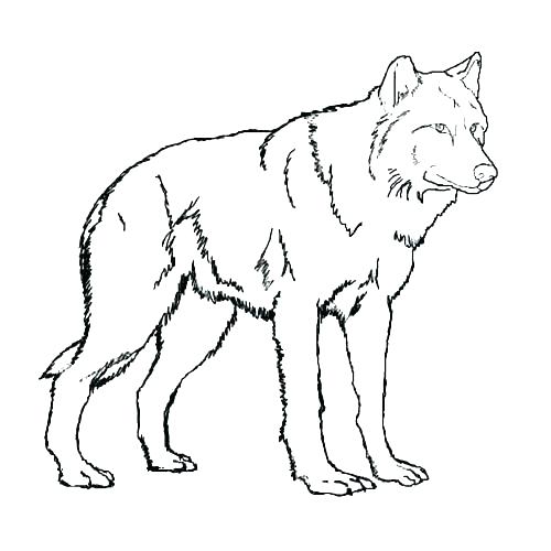500x500 Wolf Coloring Pages To Print Grey Wolf Coloring Pages Grey Wolf