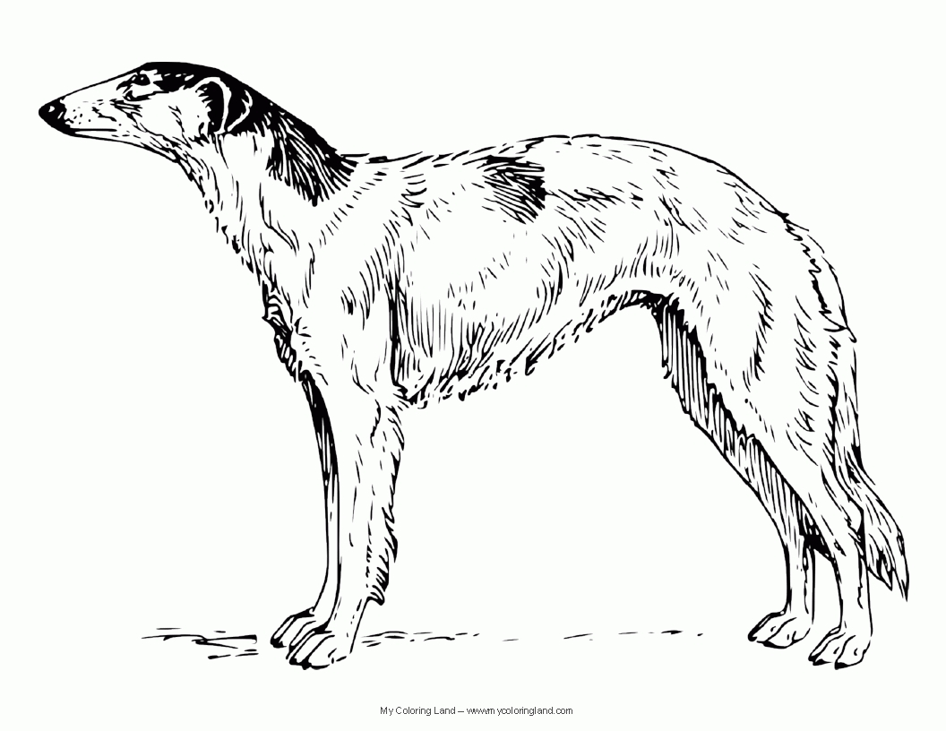 1056x816 Lavishly Whippet Coloring Pages Greyhound Anim