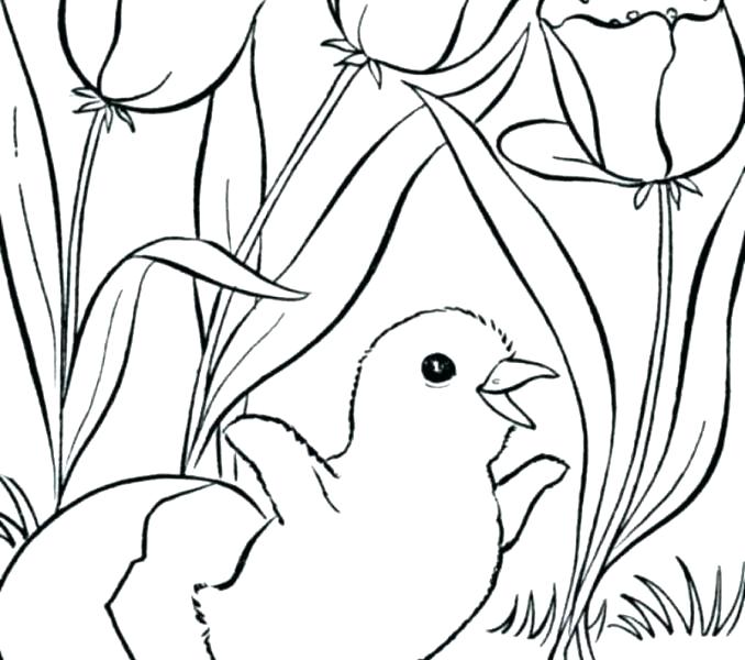 Spring Coloring Pages Printable Free Coloring Spring Grid Coloring 678x600 Spring Coloring Pages Printable Free Coloring Spring Grid Coloring