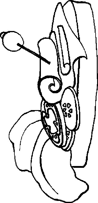 326x675 Meat Coloring Pages