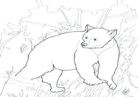 476x333 Black Bear Coloring Page Black Bear Coloring Page Coloring Pages