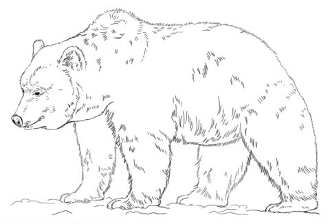 480x327 Grizzly Bear Coloring Page For Free Printable Bear Coloring Pages