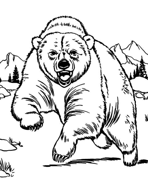 600x727 Grizzly Bear Coloring Pages Grizzly Bear Coloring Page Printable