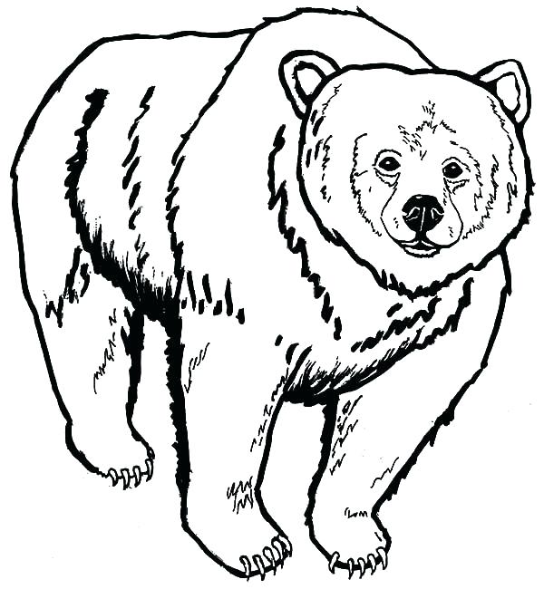 600x650 Grizzly Bear Coloring Pages Bear Color Page Free Background