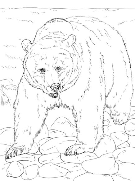 435x580 Big Grizzly Bear Free Coloring Page Adults, Animals, Kids