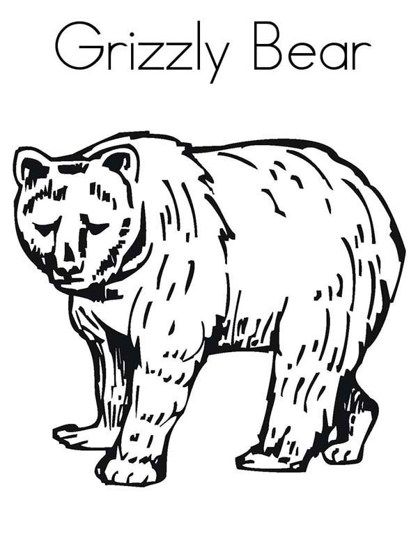 600x776 Enormous Grizzly Bear Coloring Page