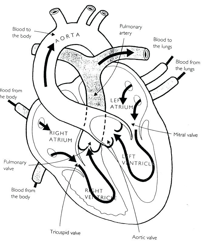 Gross Anatomy Coloring Sheets Gulfmik 6134e6630c44 Gross Anatomy 669x800 Gross Anatomy Coloring Sheets Gulfmik 6134e6630c44 Gross Anatomy