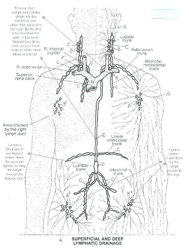 Anatomy Physiology Coloring Workbook Pg 178 Free Printable Pages 618x812 Anatomy Physiology Coloring Workbook Pg 178 Free Printable Pages