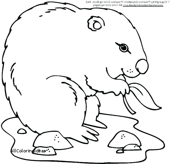 Groundhog Coloring Pages Groundhog Day Colouring Page Happy 660x636 Groundhog Coloring Pages Groundhog Day Colouring Page Happy