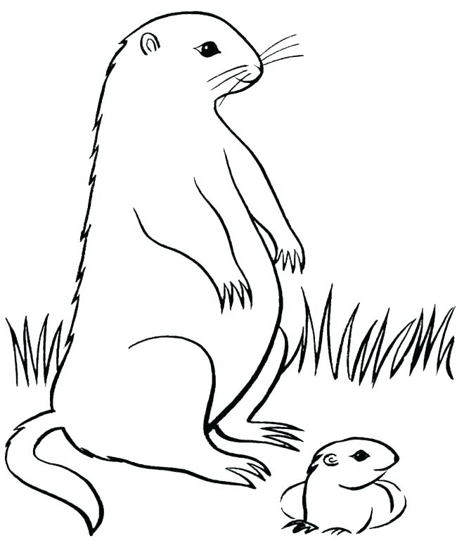 Groundhog Coloring Sheet Groundhog Day Coloring Page Groundhog 650x782 Groundhog Coloring Sheet Groundhog Day Coloring Page Groundhog