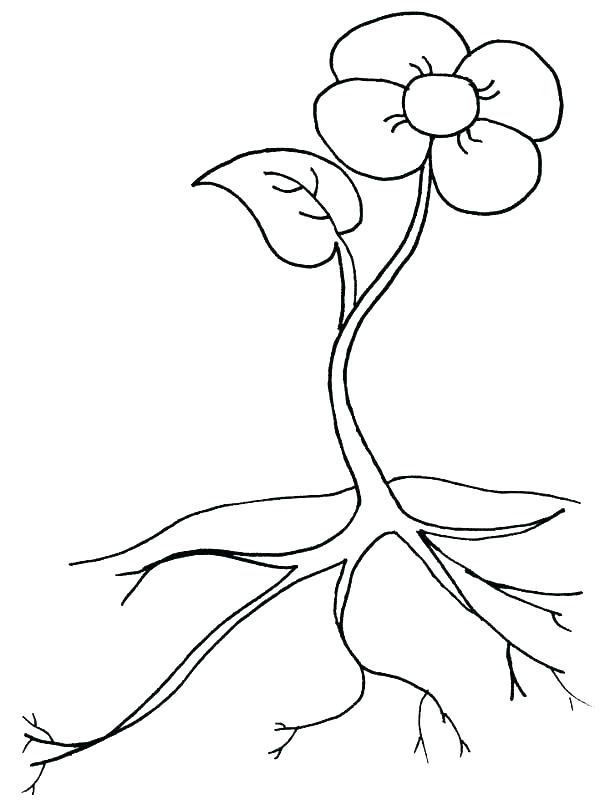 600x800 Plant Coloring Pages Plant Coloring Sheets Plants Coloring Pages
