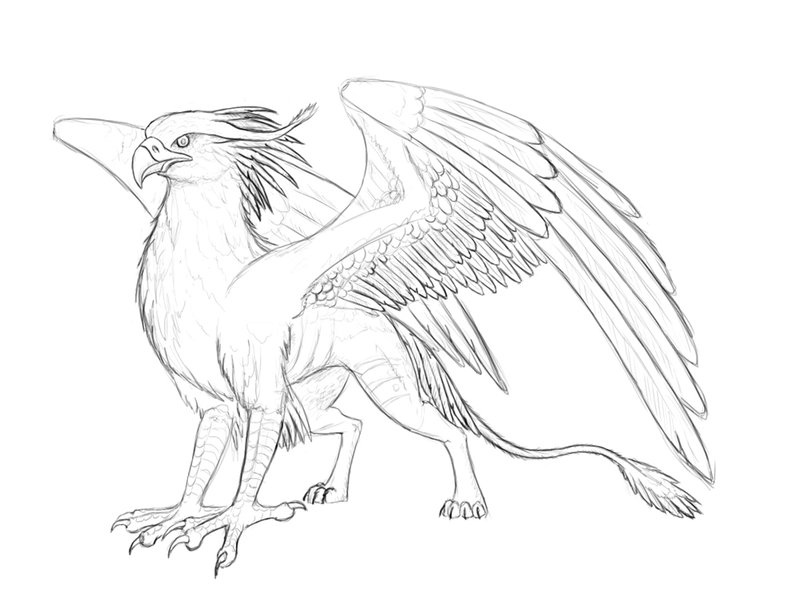 Drawn Wings Gryphon 3483407 800x600 Drawn Wings Gryphon 3483407