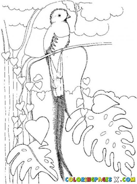 Coloring The National Bird Quetzal Guatemala Coloring Pages 530x710 Coloring The National Bird Quetzal Guatemala Coloring Pages