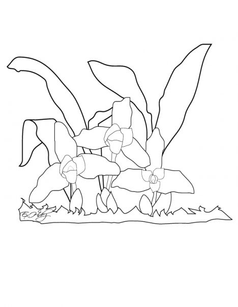 Monja Blanca National Flower Of Guatemala Coloring Page 468x605 Monja Blanca National Flower Of Guatemala Coloring Page