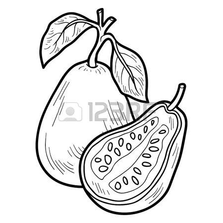 450x450 Guava Clipart Drawing