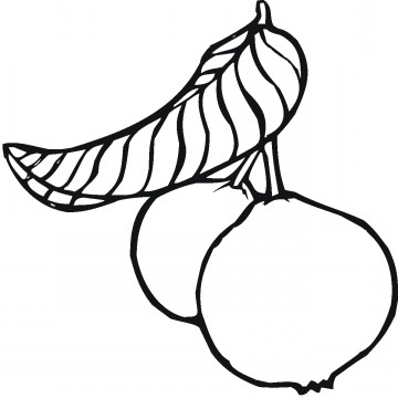 360x360 Guavas Coloring Pages To Kids