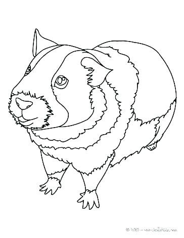 364x470 Guinea Pig Coloring Page Guinea Pig Coloring Pages Pig To Color