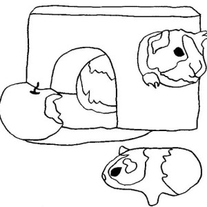300x300 Guinea Pig Coloring Pages
