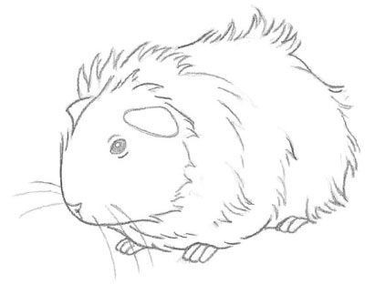 411x312 Guinea Pig Coloring Pages Unique 678 Best Animales Cobayas Animals