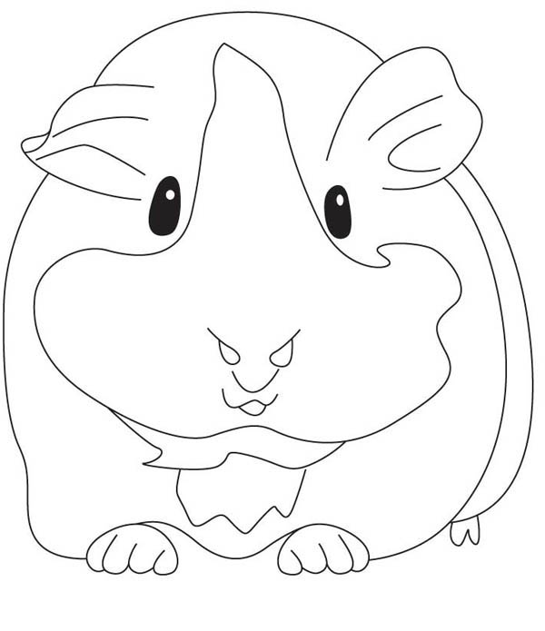 600x695 Pregnant Guinea Pig Coloring Page Color Luna