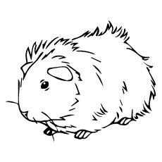 230x230 Top 25 Free Printable Guinea Pig Coloring Pages Online Cavy