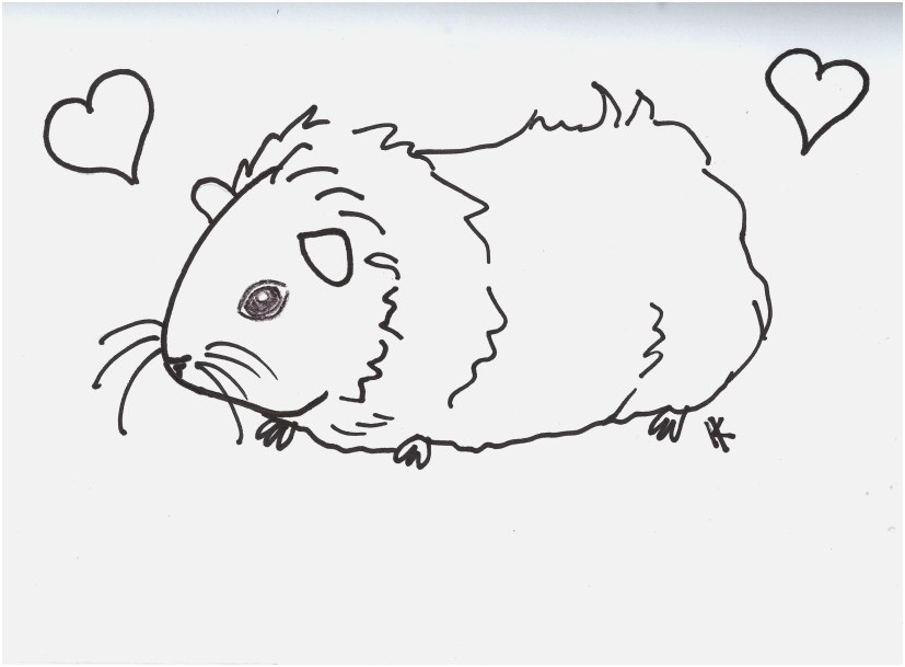 827x609 Top Rated Images Guinea Pig Coloring Pages Most Excellent