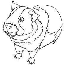 220x220 Guinea Pig Coloring Pages