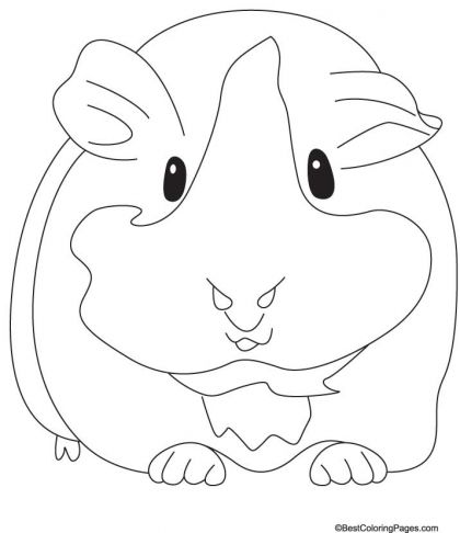 420x486 Groaning Guinea Pig Coloring Pages Download Free Groaning Guinea