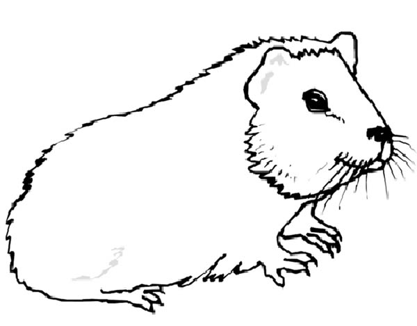 600x469 Guinea Pig Animals Coloring Page Color Luna