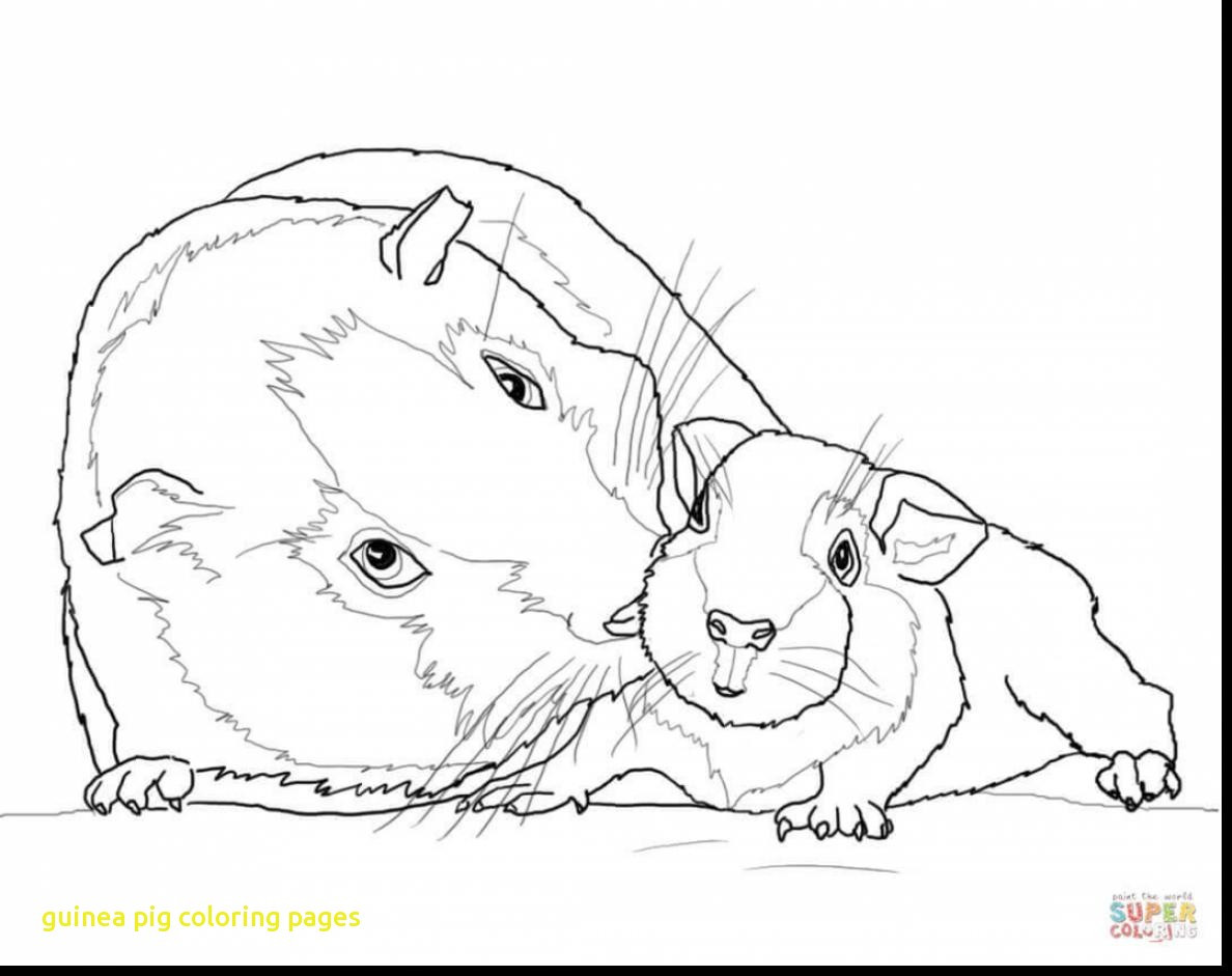 1188x941 Guinea Pig Coloring Page Free Printable Pages For Kids 27148