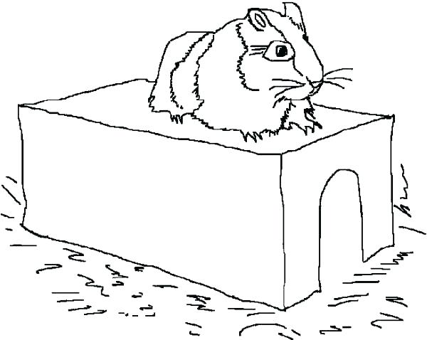 600x478 Coloring Pages Of Guinea Pigs Free Printable Coloring Pages Guinea