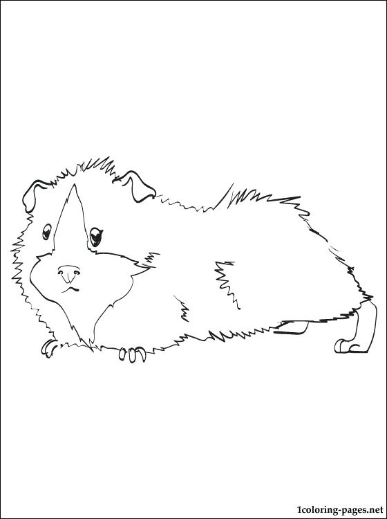 560x750 Guinea Pig Coloring Pages