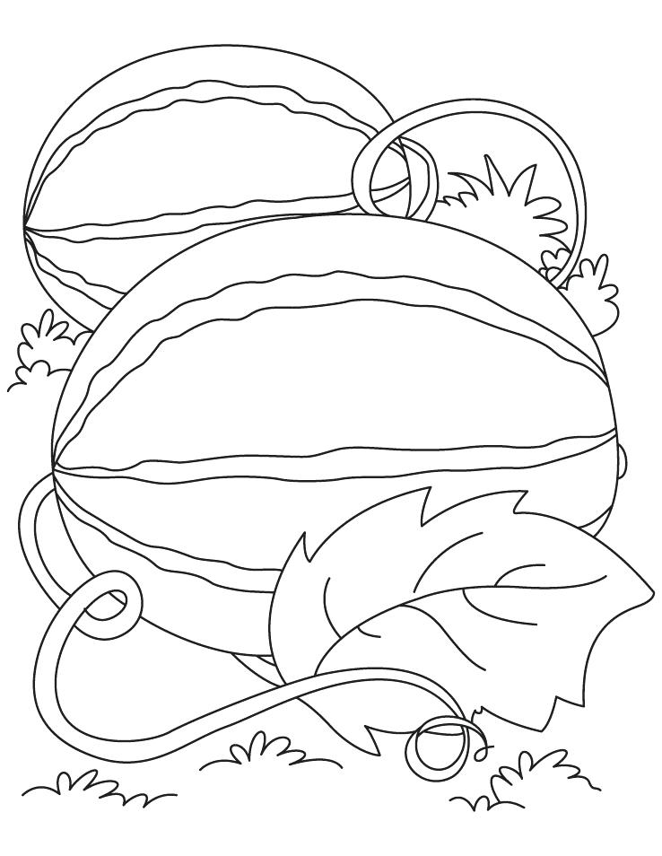 738x954 Coloring Pages Watermelon Watermelon Coloring Page Medium Size
