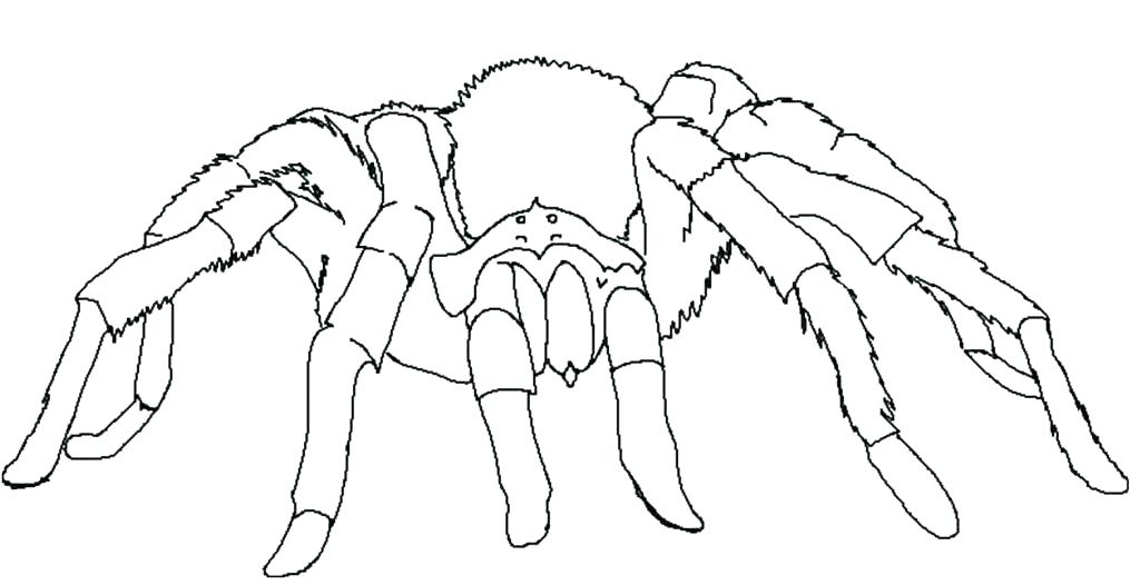1024x526 Spider Color Page Spider Coloring Book Together With Amazing