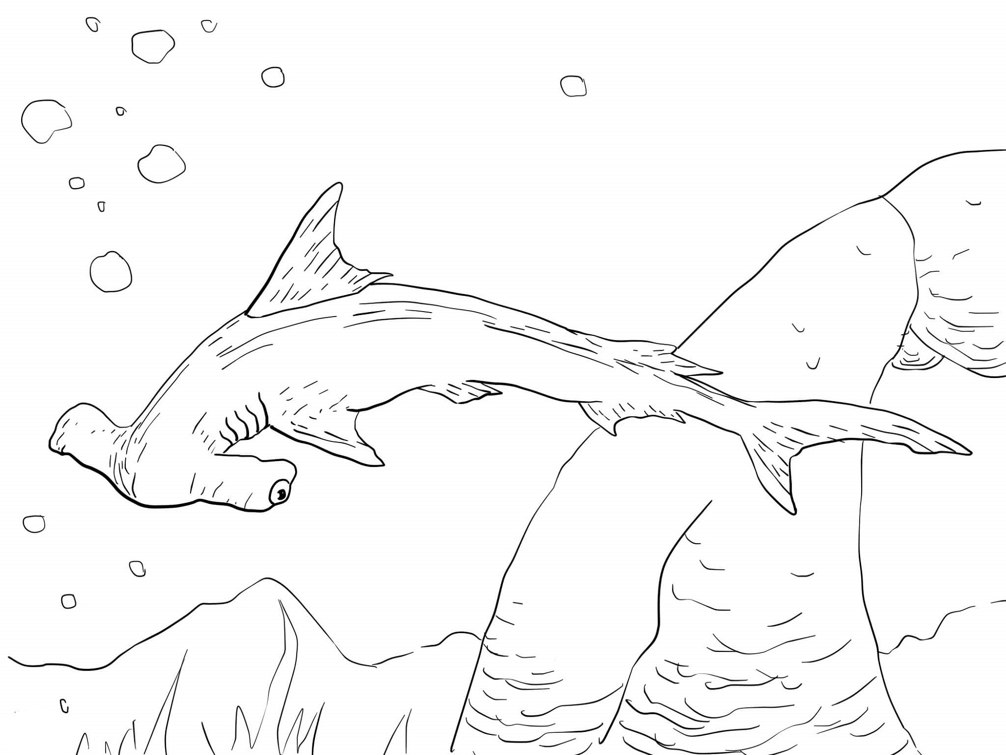 2000x1500 Hammerhead Shark With Pilot Fishes Coloring Page Free Sheets