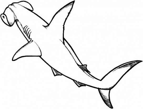 600x457 Hammerhead Shark Drawing For Kids