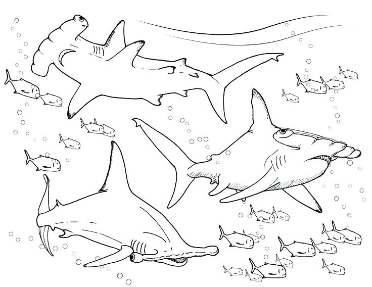 736x568 Sharks Coloring Pages Silly Shark Coloring Pages Hammerhead Shark