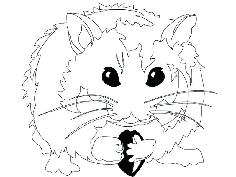 800x600 Cute Hamster Coloring Page Free Download Cute Hamster Coloring