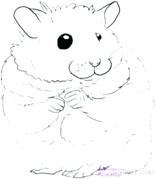 517x593 Cute Hamster Coloring Pages Cute Hamster Colouring Pages