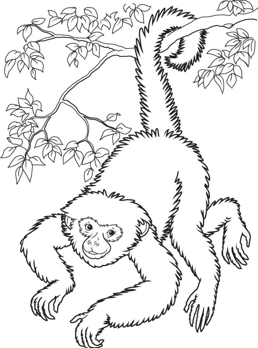 900x1210 Best Wild Monkey Coloring Pages Free 2776 Printable