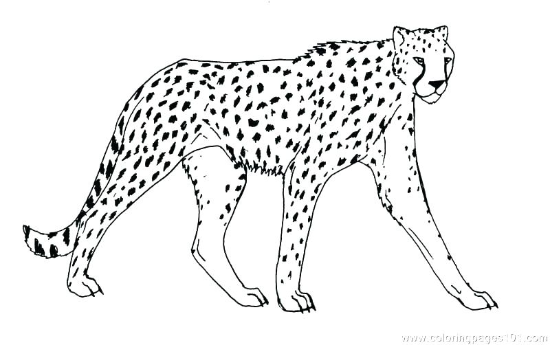 Animal Print Coloring Pages Realistic Printable Drawing Pages 800x502 Animal Print Coloring Pages Realistic Printable Drawing Pages