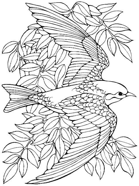 Bird Coloring Pages For Adults Coloring Page 484x648 Bird Coloring Pages For Adults Coloring Page
