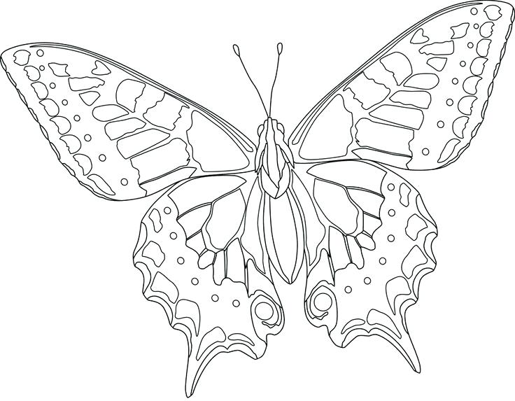 Butterfly Coloring Pages Online Free Of Butterflies Hard Activity 736x573 Butterfly Coloring Pages Online Free Of Butterflies Hard Activity