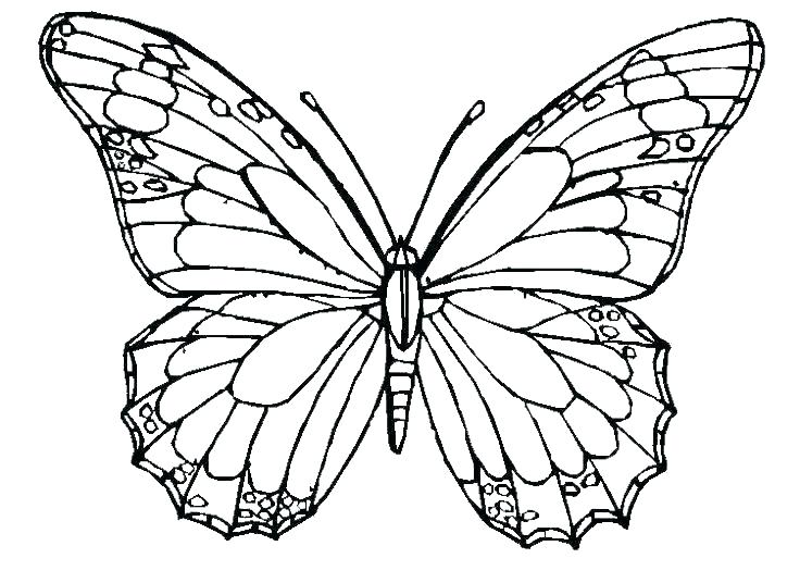 Colouring Pages Of Butterflies Butterfly Coloring Pics Butterfly 736x536 Colouring Pages Of Butterflies Butterfly Coloring Pics Butterfly