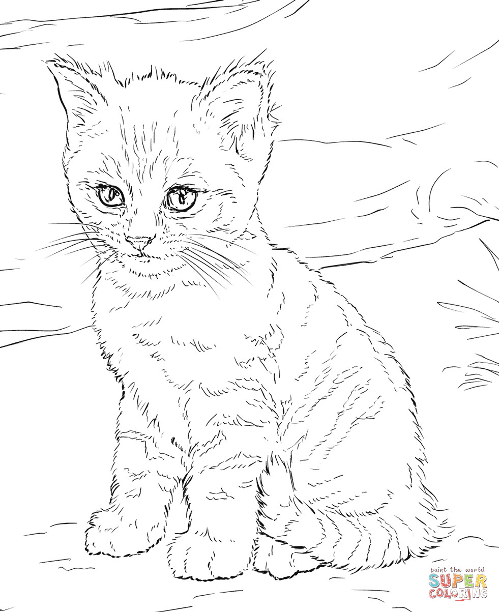 981x1203 Cats Coloring Pages Free Mesmerizing Hard Cat Acpra