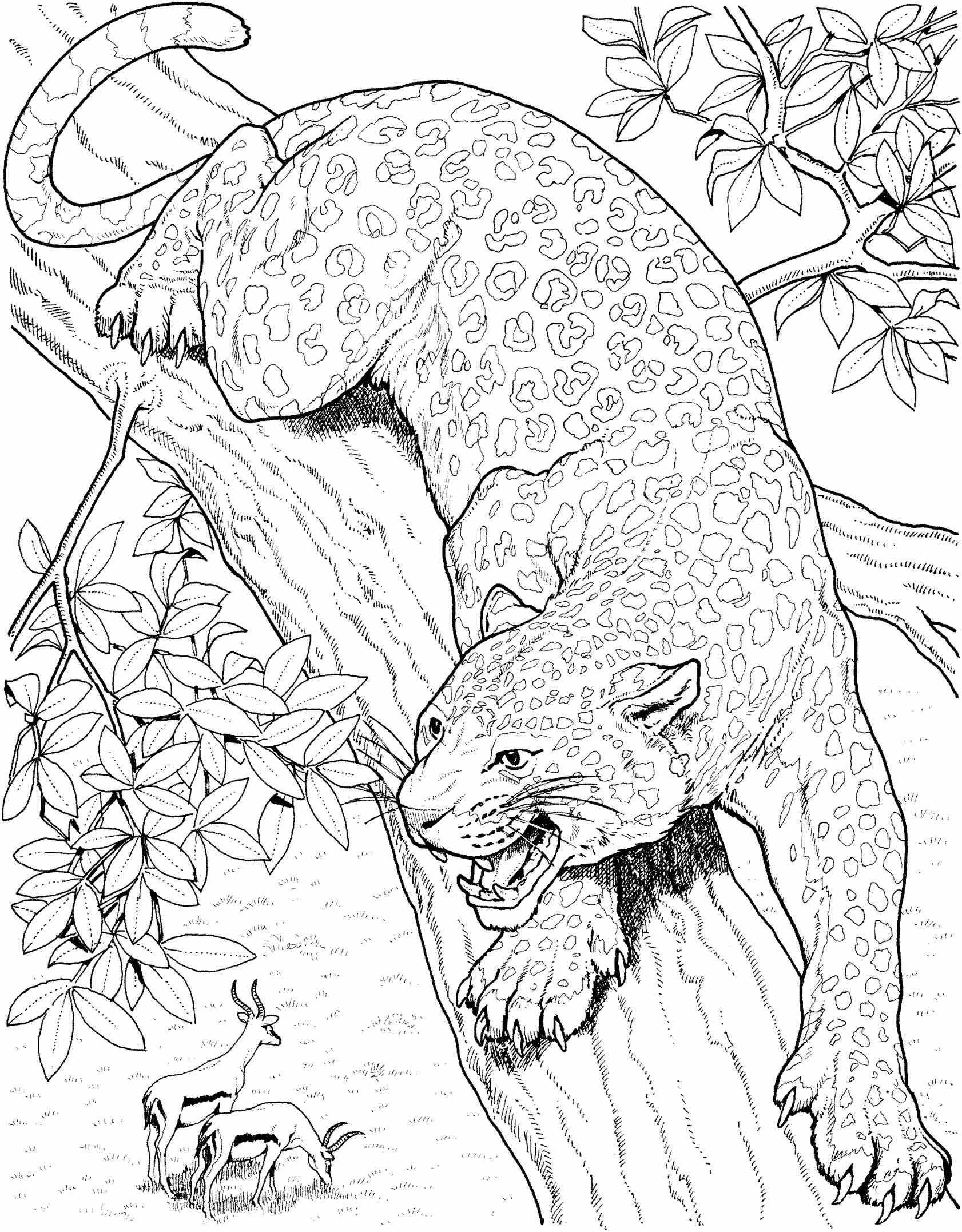 1682x2154 Hard Cat Coloring Pages Web Cool Acpra