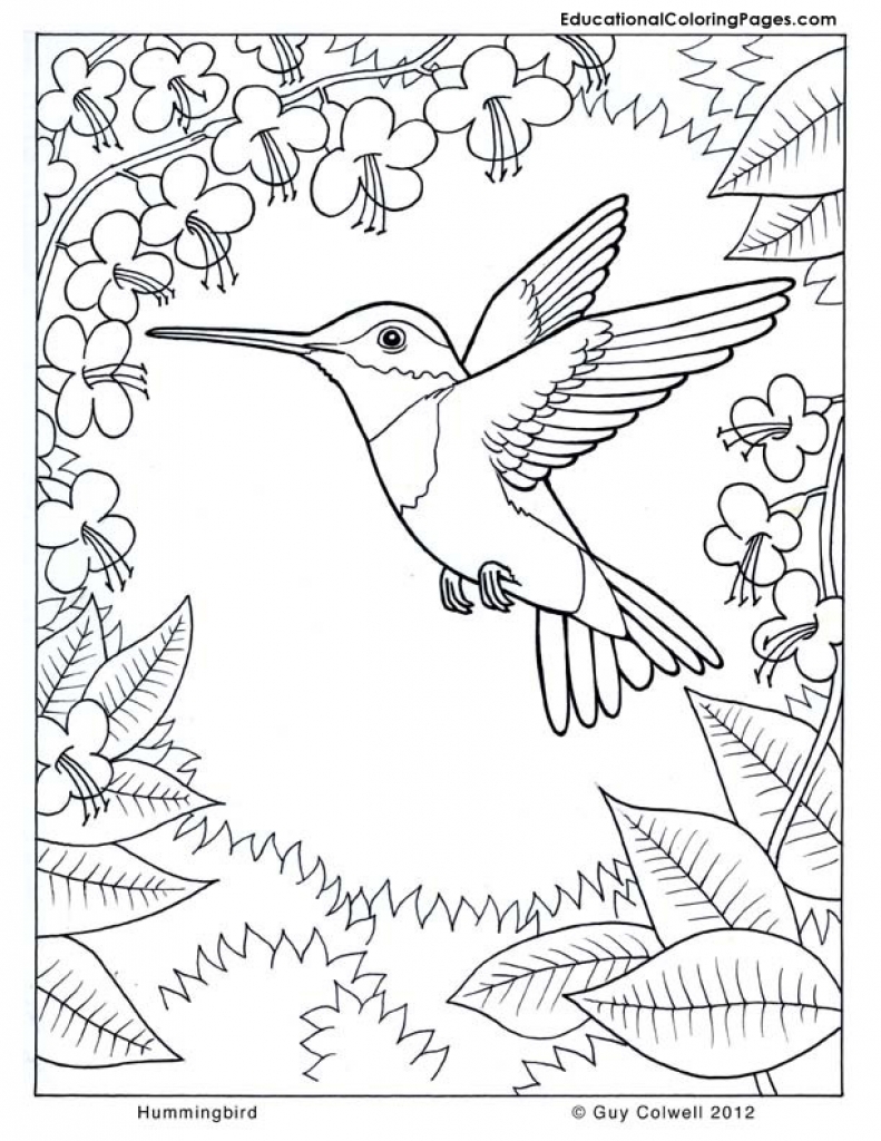 791x1024 Last Minute Hummingbird Pictures To Color Difficult Coloring Page