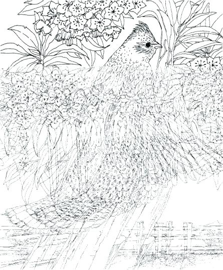 Extremely Hard Coloring Pages 445x540 Extremely Hard Coloring Pages