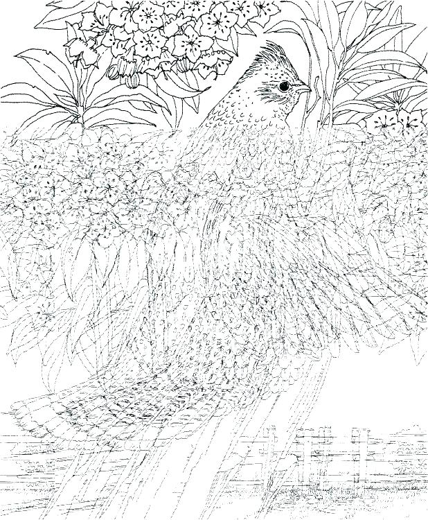 Hard Colouring Sheets Printable Coloring Pages Challenging 618x750 Hard Colouring Sheets Printable Coloring Pages Challenging