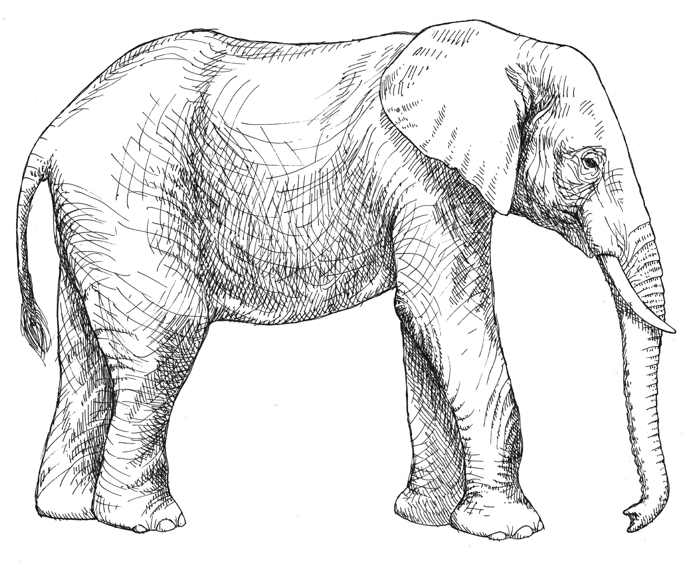 2653x2131 Fresh Elephant Adults Hard Difficult Coloring Pages